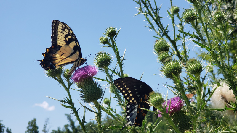 Yellow Swallowtail