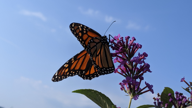 Monarch Butterfly