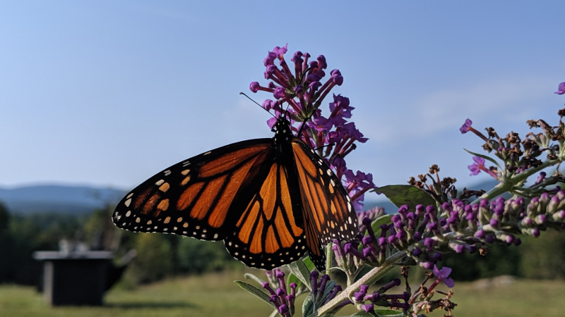 Monarch Butterfly