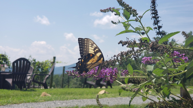 Monarch Butterfly