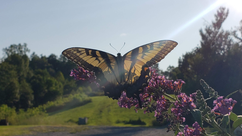 Yellow Swallowtail