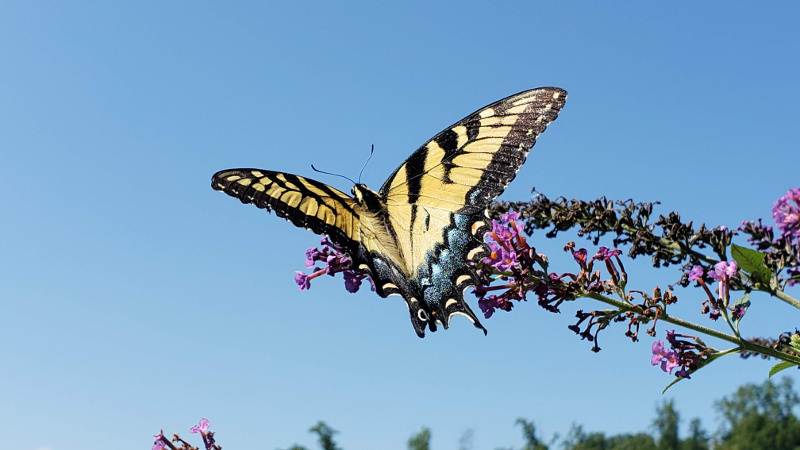 Yellow Swallowtail