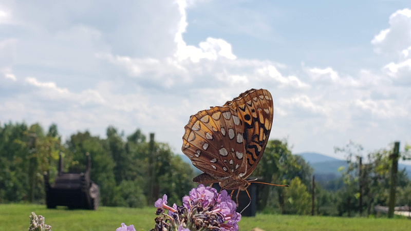 Yellow Swallowtail