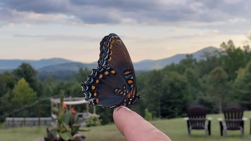 Black Swallowtail