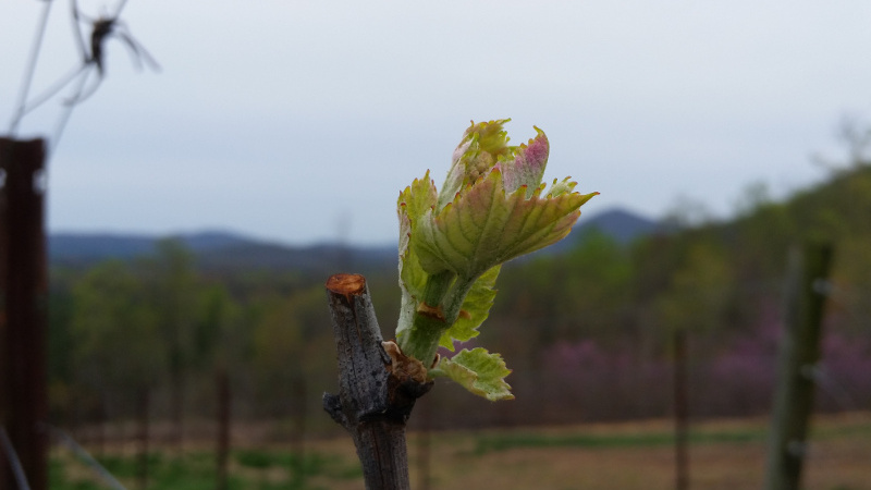 Bud Break