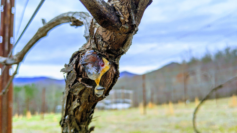 Vine Weeping