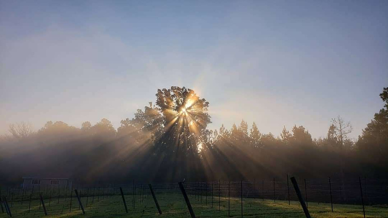 Vineyard Sunrise